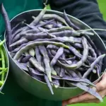 Bean: French Bean 'Blauhilde'-18746