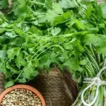 The plants have an extremely low growing point and are much less leggy than other varieties