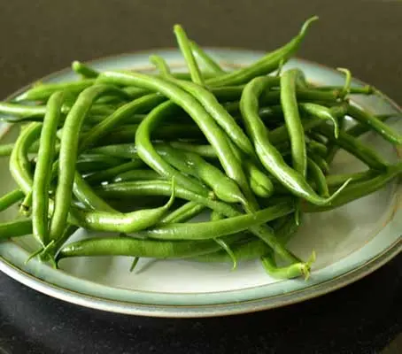 Bean 'Maxi' is an outstanding variety producing high yields of 15cm long, slender, stringless pods
