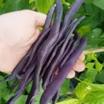 Bean: French Bean 'Blauhilde'-0
