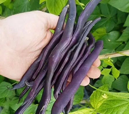 Bean: French Bean 'Blauhilde'-0