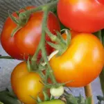 Tomato 'Kremser Perle' Organic-0