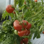 Tomato 'Kremser Perle' Organic-18706