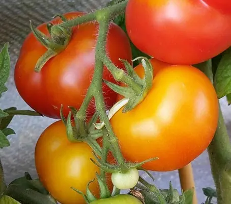 Tomato 'Kremser Perle' Organic-0