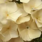 Phlox drummondii grandiflora 'Isabellina'-18676