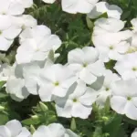 Phlox are beautiful, traditional cottage garden flowers of the highest quality.