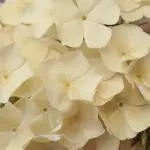 Phlox drummondii grandiflora 'Isabellina'-0