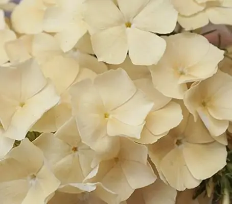 Phlox drummondii grandiflora 'Isabellina'-0