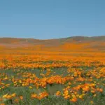 Eschscholzia is the state flower of California, and covers the hills of the Napa Valley.