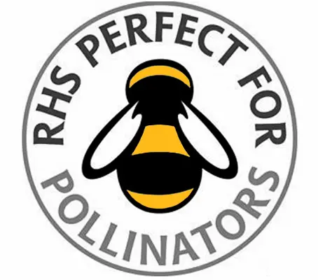 The spires of blooms are highly attractive to bees, butterflies and other beneficial insects.