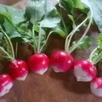 Full of character but easy on spice with shading from brightest scarlet to pure white is dotted with merry flecks.