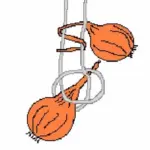 Onion Rijnsburger has a very good storage life - perfect for stringing! (See below for how to do this!)