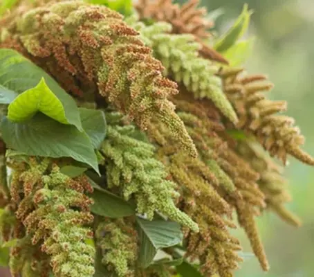 Amaranthus cruentus 'Autumn's Touch' -0