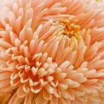 Callistephus chinensis 'Lady Coral Orange-Apricot' -0