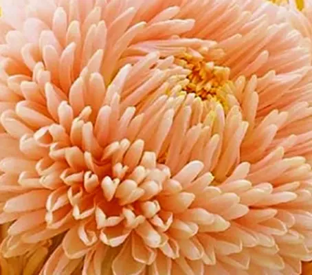 Callistephus chinensis 'Lady Coral Orange-Apricot' -0