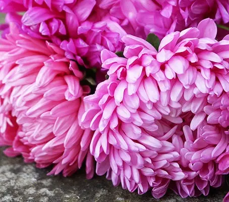 Callistephus chinensis 'Lady Coral Light Rose'-0