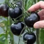 Indigo Rose produces heavy-cropping trusses of fruity-flavoured, jet-black, large-plum-sized fruits,