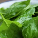 Matador can either be sown in spring for a summer crop, or in the autumn for leaves to pick over winter.