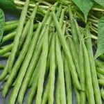 Dwarf French Bean 'Tendergreen' is a medium long pencil podded type.