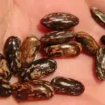 Elongated seeds with beautiful black and beige specks