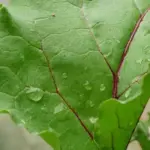 The red-green leaves are sweeter and more “beety” tasting than other beet leaves.