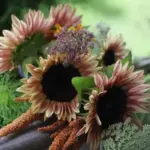 Helianthus annuus 'ProCut Plum'-0