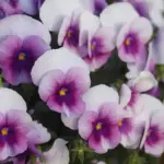 Viola hybrida 'Sorbet F1 Orchid Rose Beacon'-0
