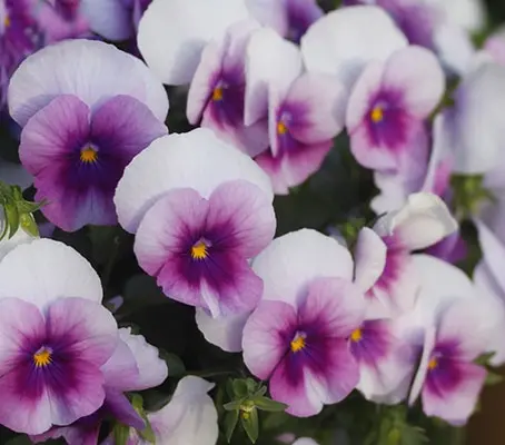 Viola hybrida 'Sorbet F1 Orchid Rose Beacon'-0