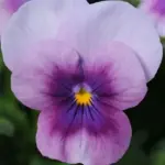 Viola hybrida 'Sorbet F1 Orchid Rose Beacon'-18886