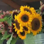 'ProCut Orange' is the first choice for growers who are looking for that traditional sunflower appearance.