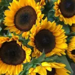 Uniform and vigorous in growth even under low temperatures and short day conditions