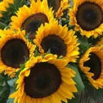 Perfectly shaped blooms with overlapping orange petals that surround a pollenless dark brown central disc