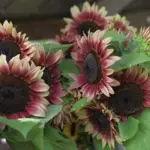 The blooms grow to around 10 to 15cm (4 to 6in) in diameter and the plants reach 4 to 6ft in height.