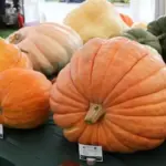 Pumpkin 'Atlantic Giant'-18889