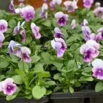 Viola hybrida 'Sorbet F1 Orchid Rose Beacon'-18884