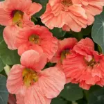 Tropaeolum majus 'Salmon Baby'-0