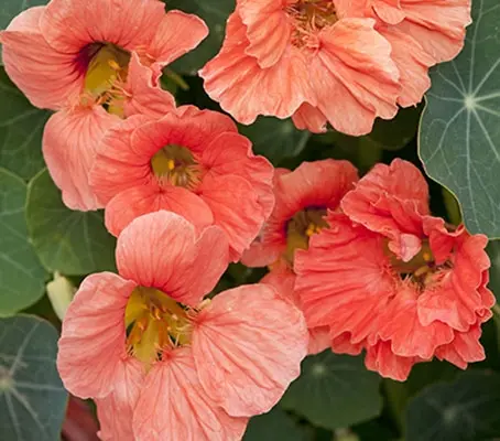 Tropaeolum majus 'Salmon Baby'-0