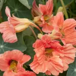 Tropaeolum 'Salmon Baby' is a very striking and attractive nasturtium