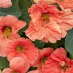 The abundance of semi-double salmon-pink flowers contrast beautifully against the dark foliage.