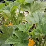 Squash 'Spaghetti Squash'-18844