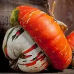 Squash 'Mini Red Turban'-0