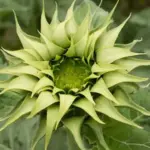 Helianthus annuus 'Sunfill Green F1'-0