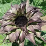 Helianthus annuus 'Sunfill Purple F1'-0