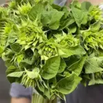 Helianthus annuus 'Sunfill Green F1'-18922