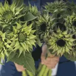 Helianthus annuus 'Sunfill Purple F1'-18924