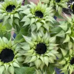 Helianthus annuus 'Sunfill Purple F1'-18915