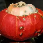 Squash 'Mini Red Turban'-18853