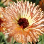 with darker shades of ombré-rose on the reverse.