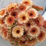 'Orange Flash' produces stunning peachy apricot-copper coloured blooms