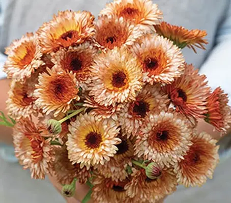 'Orange Flash' produces stunning peachy apricot-copper coloured blooms